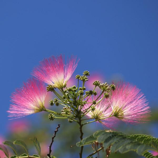 Arbres - Arbre à Soie (Albizia) - Bonheur - image